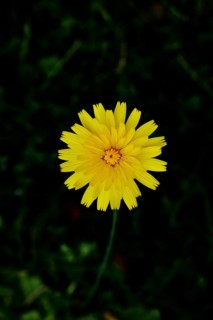 Small hawkweed, also mouse-eared hawkweed or long-haired hawkweed (Hieracium pilosella), medicinal