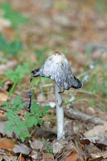 Crested intling (Coprinus comatus) that grows in a green meadow with the gills melting under the