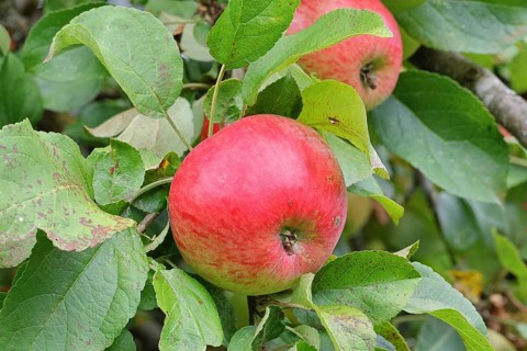 Apple (Malus domestica), red apple, ripe fruit on an apple tree, Wilnsdorf, North Rhine-Westphalia,