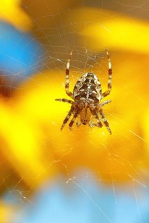 Aculepeira ceropegia, (Araneus ceropegia), macro photograph, spider, arachnid, Wilnsdorf, North