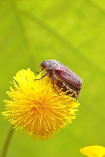 Cockchafer, field cockchafer (Melolontha melolontha), female on a dandelion (Taraxacum) flower,