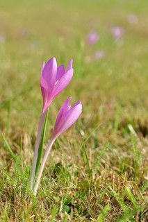 Autumn crosses (Colchicum autumnale), timeless plants (Colchica) half-opened flowers in a meadow,