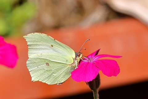 Lemon butterfly (Gonepteryx rhamny) on crown campion (Lychnis coronaria), in a nature garden,