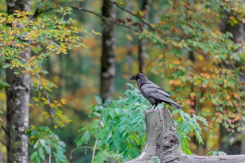 A common raven (Corvus corax) stands at a forest edge on a log