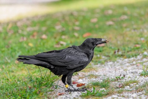 A raven (Corvus corax) stands in a meadow and digs up hidden food