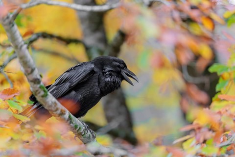A common raven (Corvus corax) sits in an autumnal colored tree. Austria