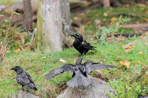 A young raven (Corvus corax) stands on a rock in a meadow at the edge of the forest and begs its