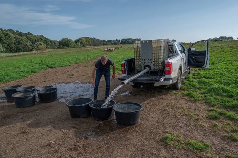 Young shepherd fills water tubs in the pasture for his sheep (Ovis gmelini aries), Othenstorf,