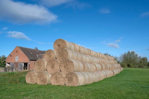Stacked round straw bales of the agricultural cooperative in a meadow, in the back of the cowshed,