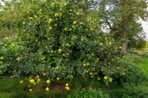 Quince tree (Cydonia oblonga) full of ripe fruits, orchard at Gut Othenstorf, Mecklenburg-Western
