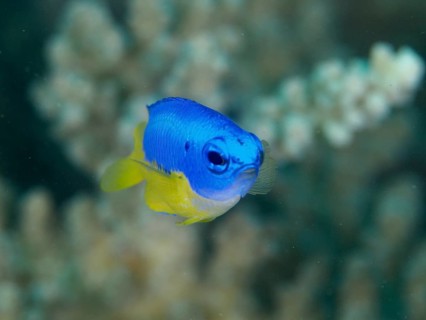 A small blue and yellow fish, Neon Demoiselle (Pomacentrus coelestis), swims in a coral landscape.
