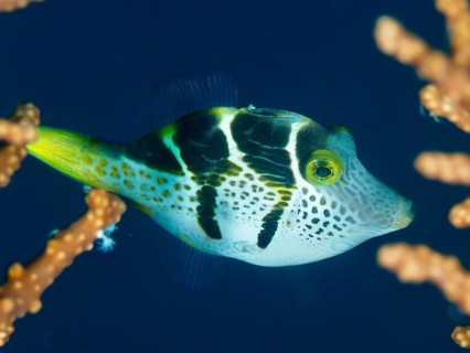 Small filefish, mimicry filefish (Paraluteres prionurus) with yellow-black stripes in blue water