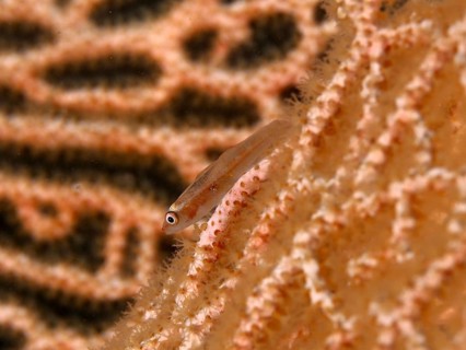 Small transparent-colored fish, Mozambican ghost gown (Pleurosicya mossambica), on a textured coral