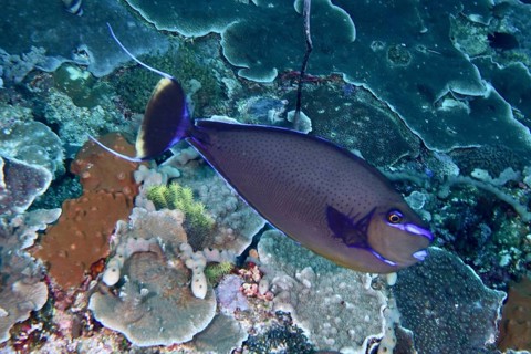 Elegant masked nose doctorfish (Naso vlamingii) swims across colorful coral scenery in the ocean.