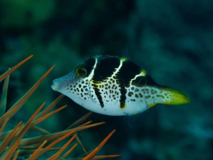 Small filefish, mimicry filefish (Paraluteres prionurus) with black-yellow stripes swims next to