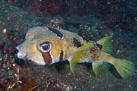 A masked hedgehog fish (Diodon liturosus) swims across sandy seabed. USAT Liberty Dive Site,