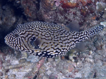 Map pufferfish (Arothron mappa) with complex black and white pattern in an underwater environment.