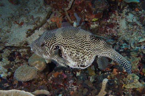 A large patterned pufferfish, map pufferfish (Arothron mapa) in black and white, swims above the
