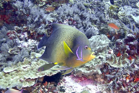 An exotic fish with shades of blue and yellow, Quran angelfish (Pomacanthus semicirculatus), swims