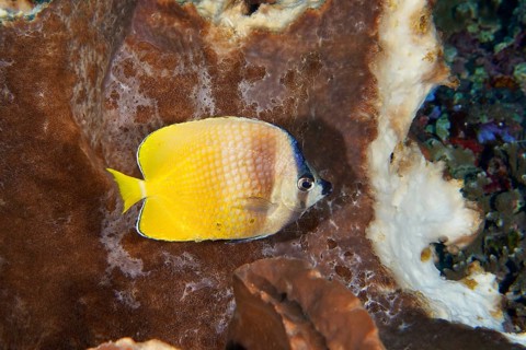 A yellow-blue small butterflyfish (Chaetodon kleinii) swims in front of a brown sea sponge.