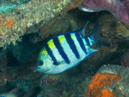 A striped Indo-Pacific sergeant (Abudefduf vaigiensis) with blue and yellow colors swims near