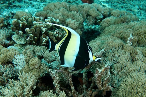 A black-yellow-white halter fish (Zanclus cornutus) swims between corals in the sea. SD Dive Site,