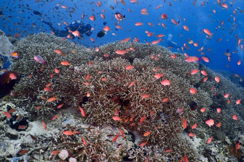 A colorful flock of jewels of sea bass (Pseudanthias squamipinnis) moves across a coral reef in