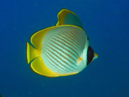 A yellow-black panda butterflyfish (Chaetodon adiergastos) swims in a clear blue ocean. Pidada Dive