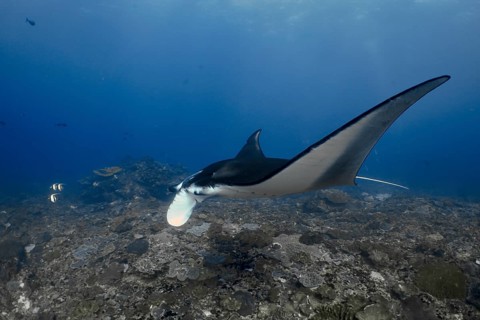 Elegant manta ray, reef manta (Mobula alfredi), swims across a coral floor in the ocean. Manta