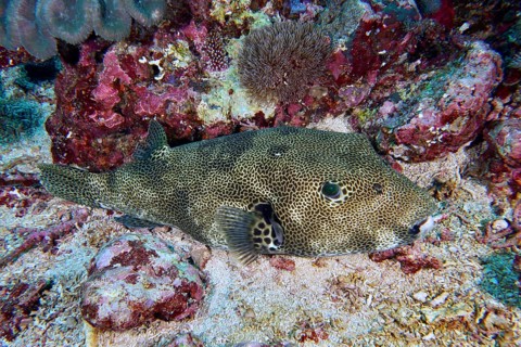A blowfish, giant pufferfish (Arothron stellatus), lies well camouflaged on the sandy seabed.