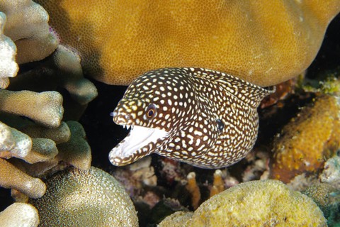 A spotted moray eel, pearl moray, white-mouthed moray (Gymnothorax meleagris), between colorful