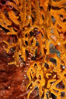 Pacific trumpetfish (Aulostomus chinensis) hides in coral structure. SD Dive Site, Nusa Ceningan,
