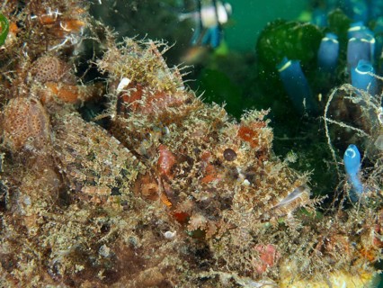 Well-camouflaged Papua dragon head (Scorpaenopsis papuensis) in dense underwater vegetation. Secret