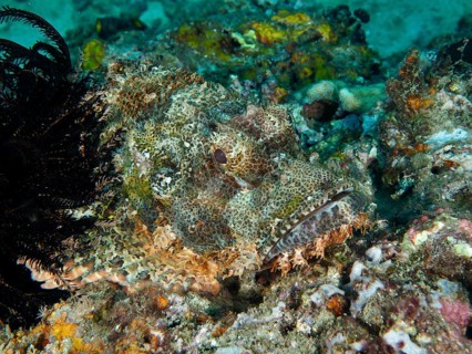 Well-disguised Papua dragon head (Scorpaenopsis papuensis) hiding in a coral reef. Twin Reef Dive