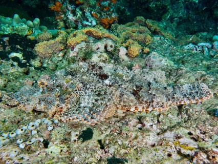 Perfectly camouflaged Papua dragon head (Scorpaenopsis papuensis) lies motionless on a coral reef.