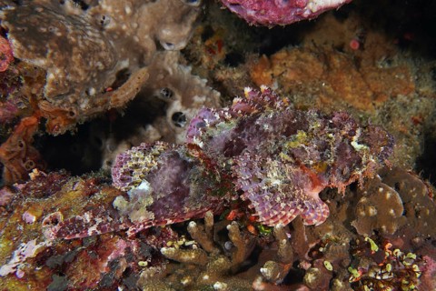 A well-disguised Papua dragon head (Scorpaenopsis papuensis) is hidden between corals. Toyapakeh