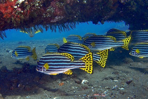 A group of Oriental sweet lips (Plectorhinchus vittatus) is seeking shelter under a wreck. USAT