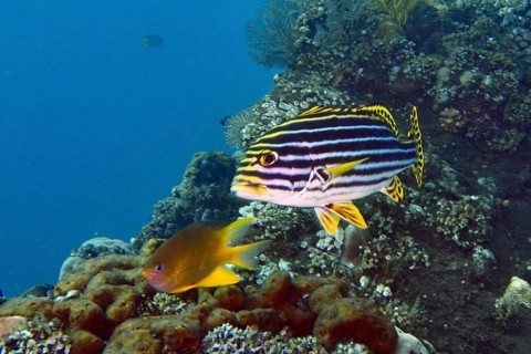 Oriental sweet lip (Plectorhinchus vittatus) with striped pattern floats in a coral reef. USAT