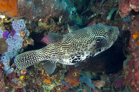 A black-and-white patterned pufferfish, map pufferfish (Arothron mapa), swims near colorful corals.