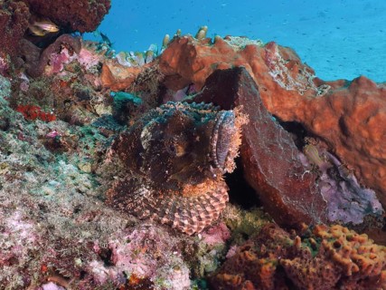 Papua dragon head (Scorpaenopsis papuensis), masterfully camouflaged, rests between colorful coral