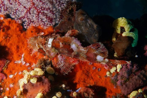 Colourful Papua dragon head (Scorpaenopsis papuensis) in a lively underwater landscape with bright