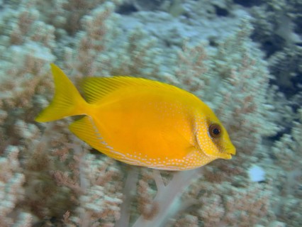 A bright yellow Indian coral rabbitfish (Siganus corallinus) swims near pale corals. Close