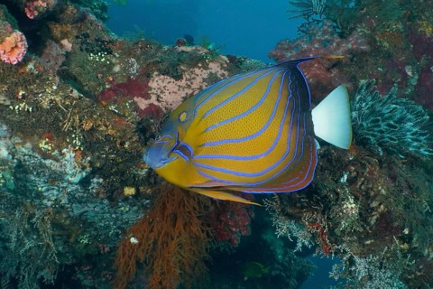 A colorful ring angelfish (Pomacanthus annularis) swims among lively corals in the sea. USAT