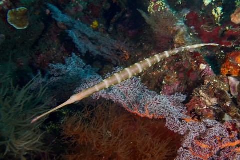 Narrow Pacific trumpetfish (Aulostomus chinensis) moves between colorful soft corals. USAT Liberty
