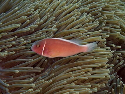 A pink collared anemonefish (Amphiprion perideraion) rests on a green anemone in the sea. Toyapakeh