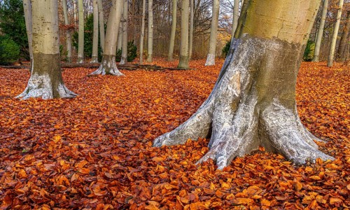 Protection against beaver damage, with whitish paint containing quartz sand, painted trees in the