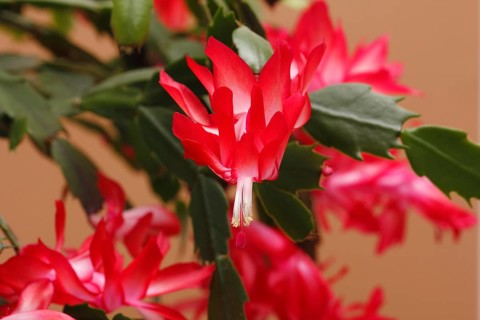 Christmas cactus (Schlumbergera truncata), flowers, in studio, North Rhine-Westphalia, Germany