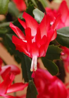 Christmas cactus (Schlumbergera truncata), flowers, in studio, North Rhine-Westphalia, Germany