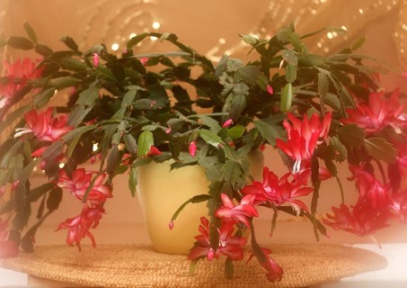 Christmas cactus (Schlumbergera truncata), blossoms, in studio, with alienation, North