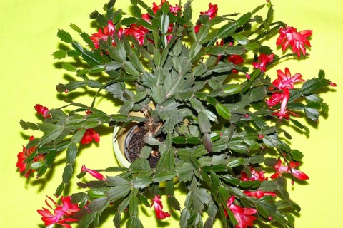 Christmas cactus (Schlumbergera truncata), with many flowers, from above, green background, North